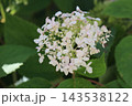 秋のピンクアナベル 秋のピンクアナベル 143538122