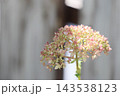 秋にも繰り返し咲くピンクアナベル 秋にも繰り返し咲くピンクアナベル 143538123