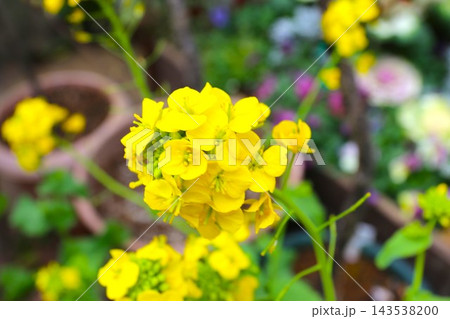 菜の花 菜の花 143538200