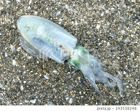 釣りたてアオリイカ 釣りたてアオリイカ 143538248