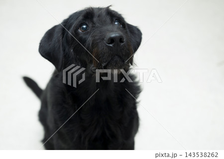 室内で飼い主を見上げる黒い大型犬のかわいいポートレート、優しい目で見つめる愛犬の豊かな表情 室内で飼い主を見上げる黒い大型犬のかわいいポートレート、優しい目で見つめる愛犬の豊かな表情 143538262