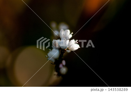 信濃川・やすらぎ堤の白花桜蓼(しろばなさくらたで) 143538289
