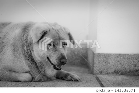 Dog lying on a concrete floor beside a wall, with folded front legs, drooping ears and an open mouth, resting while waiting for its owner. Dog lying on a concrete floor beside a wall, with folded front legs, drooping ears and an open mouth, resting while waiting for its owner. 143538371
