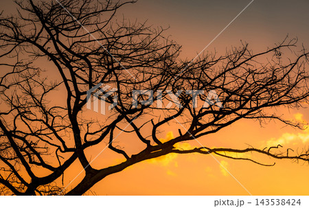 Silhouette of sprawling leafless tree branches against a glowing orange sunset sky. A dramatic natural background for evening scenery, seasonal change, wilderness and atmospheric landscape themes. Silhouette of sprawling leafless tree branches against a glowing orange sunset sky. A dramatic natural background for evening scenery, seasonal change, wilderness and atmospheric landscape themes. 143538424