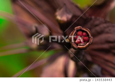 Small insects gathered inside a dark purple flower with red anthers and curled edges in a tropical forest during spring, with broad bracts and green leaves around this site of insect pollination. Small insects gathered inside a dark purple flower with red anthers and curled edges in a tropical forest during spring, with broad bracts and green leaves around this site of insect pollination. 143538443