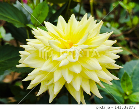 淡い黄色の美しいダリアの花 淡い黄色の美しいダリアの花 143538875