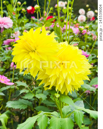 黄色いダリアが2輪咲く華やかな花畑 黄色いダリアが2輪咲く華やかな花畑 143539004