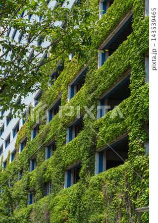 緑の植物が茂る建物の壁面と並ぶ窓 緑の植物が茂る建物の壁面と並ぶ窓 143539465