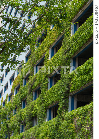 つる植物に覆われた建物の外壁と窓 つる植物に覆われた建物の外壁と窓 143539467