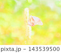 アサギマダラとサラシナショウマ（afw2 20261007110259) 143539500