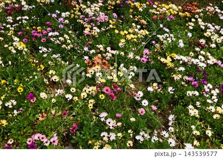 Colorful flower bed with blooming daisies and vibrant garden flowers creating a beautiful natural floral background in springtime Colorful flower bed with blooming daisies and vibrant garden flowers creating a beautiful natural floral background in springtime 143539577