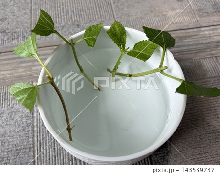 秋の園芸作業でランタナの挿し穂を水揚げする様子 秋の園芸作業でランタナの挿し穂を水揚げする様子 143539737
