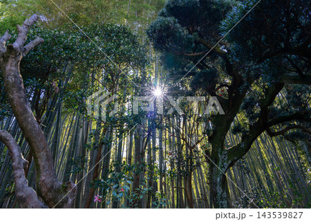 深緑の竹林と光芒 深緑の竹林と光芒 143539827
