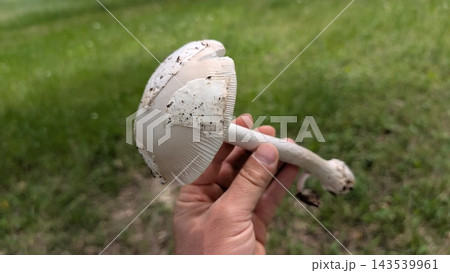 Hand holding white wild mushroom with dirt specks and textured cap in soft green grass background, close up outdoor nature scene showing foraging, harvest, and forest discovery Hand holding white wild mushroom with dirt specks and textured cap in soft green grass background, close up outdoor nature scene showing foraging, harvest, and forest discovery 143539961