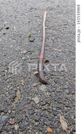 Long earthworm crawling across rough asphalt road surface with damp textured pavement, natural outdoor ground detail, slim segmented body, close view of small wildlife crossing urban pavement Long earthworm crawling across rough asphalt road surface with damp textured pavement, natural outdoor ground detail, slim segmented body, close view of small wildlife crossing urban pavement 143539969