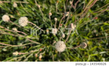Soft white seed heads on slender stems rising from blurred green grass in warm sunlight, creating delicate natural texture, shallow depth, and peaceful outdoor botanical backdrop Soft white seed heads on slender stems rising from blurred green grass in warm sunlight, creating delicate natural texture, shallow depth, and peaceful outdoor botanical backdrop 143540026