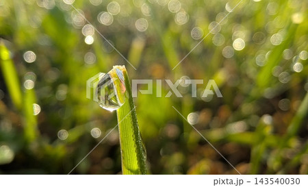 Macro view of clear dew drop clinging to fresh green grass blade, with soft circular bokeh and warm morning sunlight over blurred meadow background, creating calm natural scene Macro view of clear dew drop clinging to fresh green grass blade, with soft circular bokeh and warm morning sunlight over blurred meadow background, creating calm natural scene 143540030
