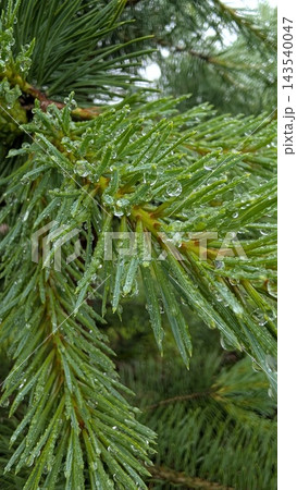 Close up evergreen pine needles covered with fresh rain droplets, showing vivid green texture, sharp natural detail, soft blurred background, and calm forest atmosphere after rainfall Close up evergreen pine needles covered with fresh rain droplets, showing vivid green texture, sharp natural detail, soft blurred background, and calm forest atmosphere after rainfall 143540047