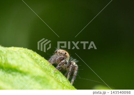 Detailed macro wildlife photograph of tiny hairy jumping spider resting the edge of vibrant green leaf against smooth dark green blurred background natural light ample copy space. 143540098