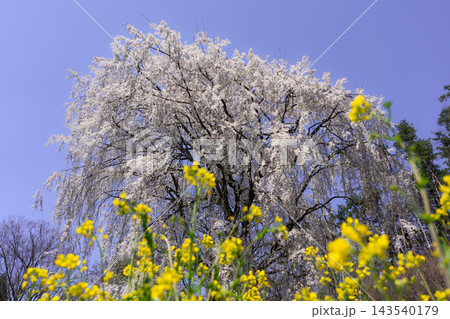青空に咲く満開のしだれ桜を広角レンズで撮影 青空に咲く満開のしだれ桜を広角レンズで撮影 143540179