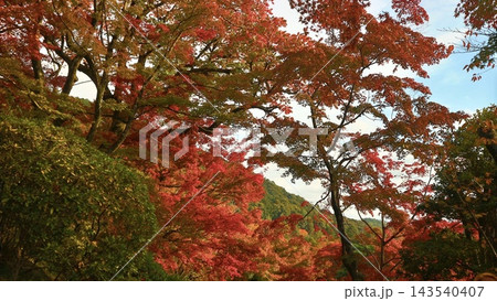紅葉のある風景 紅葉のある風景 143540407