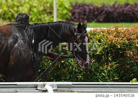 Thoroughbred Horse in Training Brown Racehorse Portrait Thoroughbred Horse in Training Brown Racehorse Portrait 143540516
