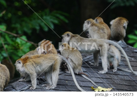 Macaques Monkeys Gathering Group Wildlife Primates Nature Macaques Monkeys Gathering Group Wildlife Primates Nature 143540573