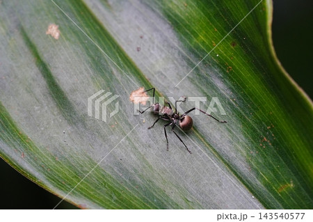 Polyrhachis dives Ant on Green Leaf Macro Photography Polyrhachis dives Ant on Green Leaf Macro Photography 143540577