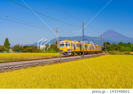 【静岡県】黄金色（こがねいろ）の田を走る黄色の電車、後方に富士山 143540601