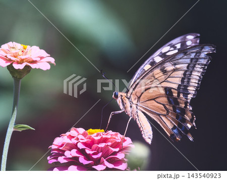 花の蜜を吸うアゲハチョウ 花の蜜を吸うアゲハチョウ 143540923