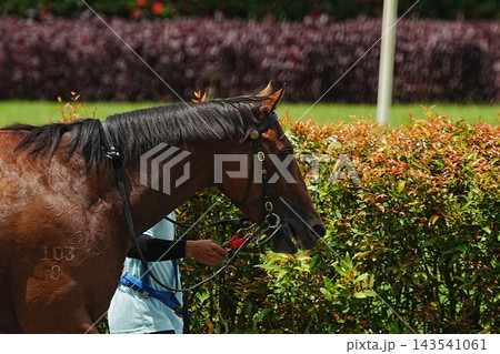 Race Horse Profile Brown Thoroughbred Animal Portrait 143541061