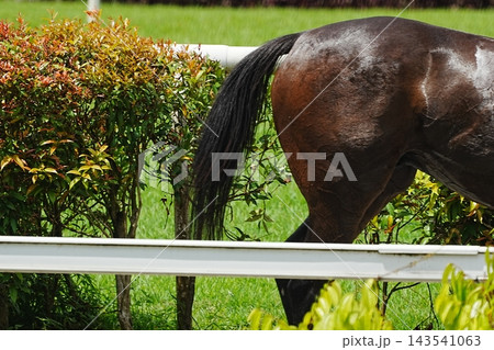 Horse Tail Nature Landscape Outdoor Scene 143541063