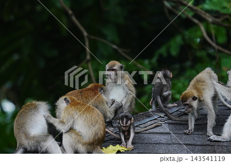 Macaque Monkeys on a Roof in the Jungle Macaque Monkeys on a Roof in the Jungle 143541119