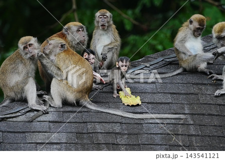 Long Tailed Macaque Monkeys on Rooftop Wildlife Scene Long Tailed Macaque Monkeys on Rooftop Wildlife Scene 143541121
