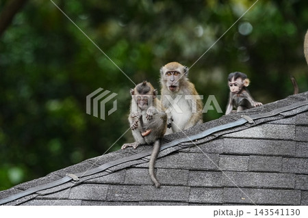 Long Tailed Macaques Monkeys on a Rooftop Long Tailed Macaques Monkeys on a Rooftop 143541130