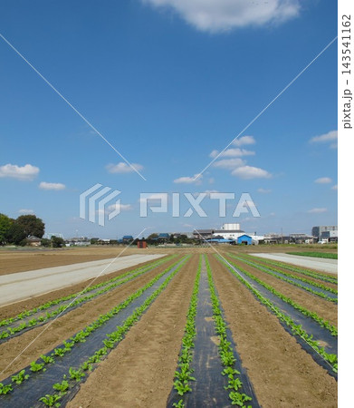 首都圏郊外の秋の朝の若葉生える大根畑と小松菜畑風景 首都圏郊外の秋の朝の若葉生える大根畑と小松菜畑風景 143541162