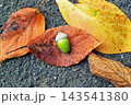秋の落ち葉 143541380