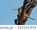 都会のすずめの巣作り 143541439