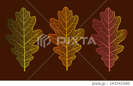 Illustration of three skeleton oak leaves displaying network of natural veins and capillaries in warm vibrant colors, set against a solid dark brown background. 143541560