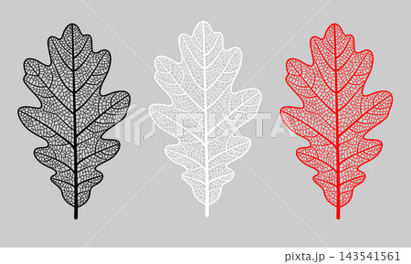 Illustration of three stylized oak leaves arranged horizontally in black, white and red colors, displaying a detailed network of internal veins and capillaries, against a solid grey background. Illustration of three stylized oak leaves arranged horizontally in black, white and red colors, displaying a detailed network of internal veins and capillaries, against a solid grey background. 143541561