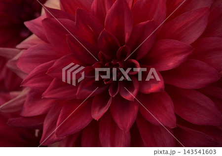 深紅のダリアの花びらを中心に捉えたクローズアップ 143541603