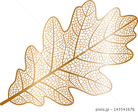 Illustration of a stylized oak leaves displaying a detailed network of internal veins and capillaries, rendered with a metallic gold gradient on a transparent background. Illustration of a stylized oak leaves displaying a detailed network of internal veins and capillaries, rendered with a metallic gold gradient on a transparent background. 143541676