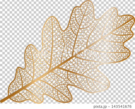 Illustration of a stylized oak leaves displaying a detailed network of internal veins and capillaries, rendered with a metallic gold gradient on a transparent background. Illustration of a stylized oak leaves displaying a detailed network of internal veins and capillaries, rendered with a metallic gold gradient on a transparent background. 143541676
