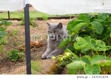 Grey British Shorthair cat lying under a protective garden canopy beside strawberry plants Grey British Shorthair cat lying under a protective garden canopy beside strawberry plants 143541834