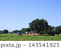 さつまいも畑 143541925