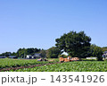 さつまいも畑 143541926