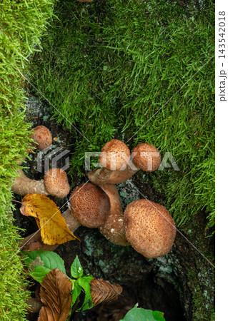 Honey agaric mushrooms growing on mossy tree trunk Honey agaric mushrooms growing on mossy tree trunk 143542018
