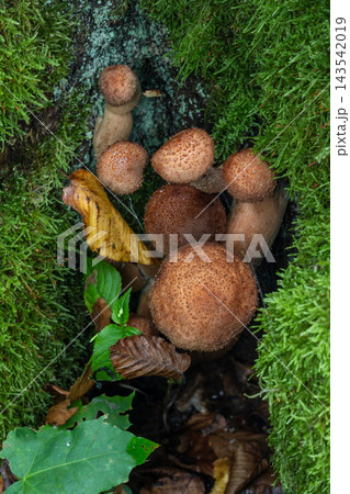Honey agaric mushrooms growing on a mossy tree stump in a forest 143542019