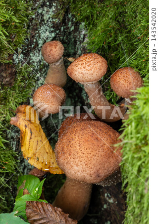 Honey fungus mushrooms growing on mossy tree bark Honey fungus mushrooms growing on mossy tree bark 143542020