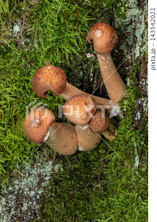 Honey fungus mushrooms growing on mossy tree bark Honey fungus mushrooms growing on mossy tree bark 143542021